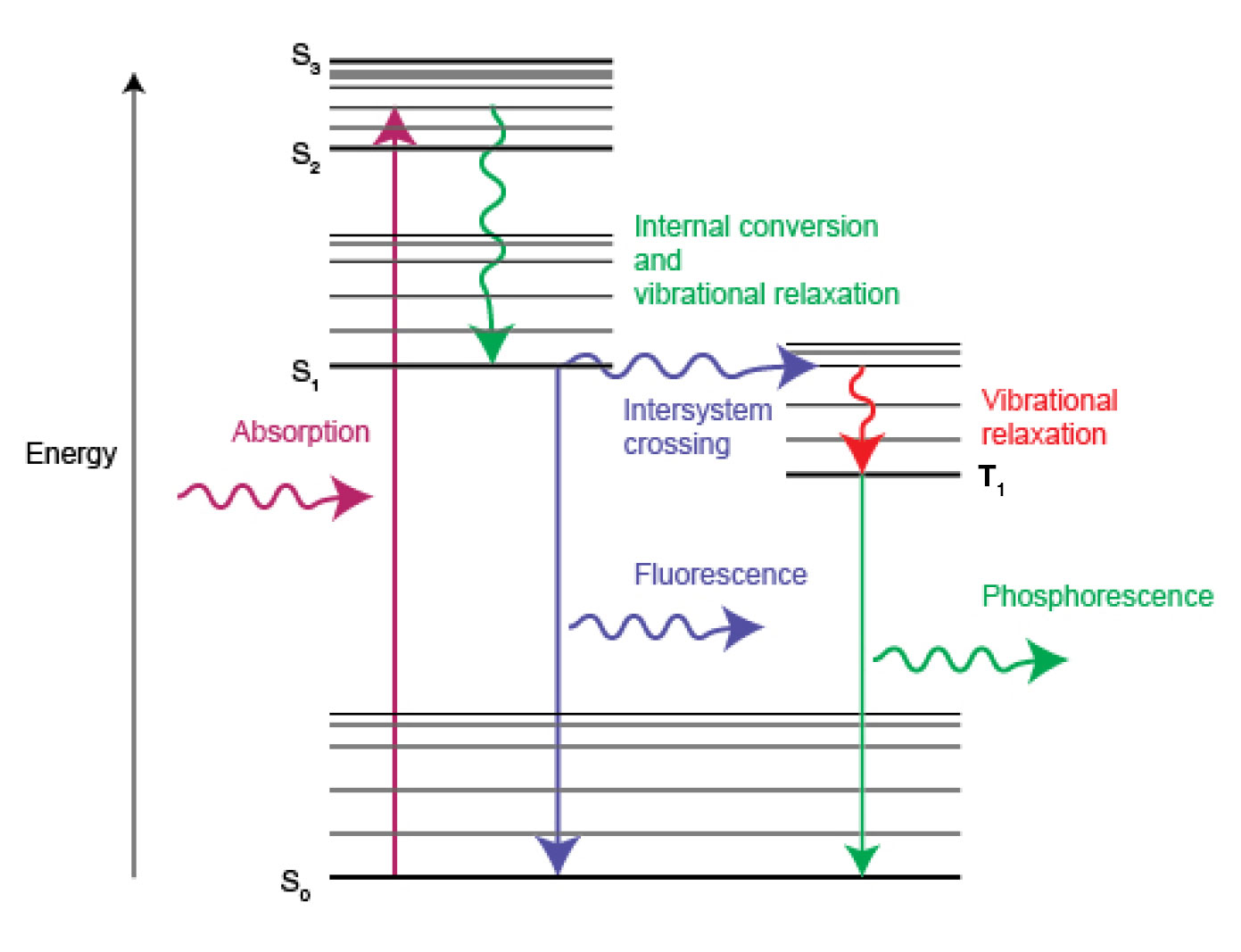Energy diagram showing absorption of light and the processes involved in the emission of light as fluorescence and phosp